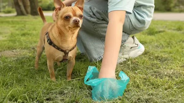 dog soft stool causes fixes