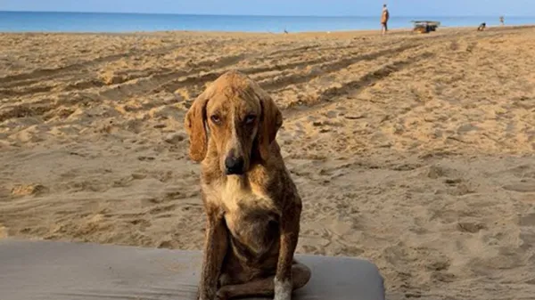 gentlest stray dog otto gets a shed built just for him