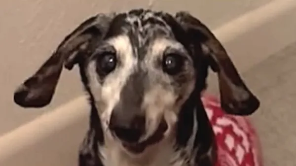 meet ernie the sweetest old soul