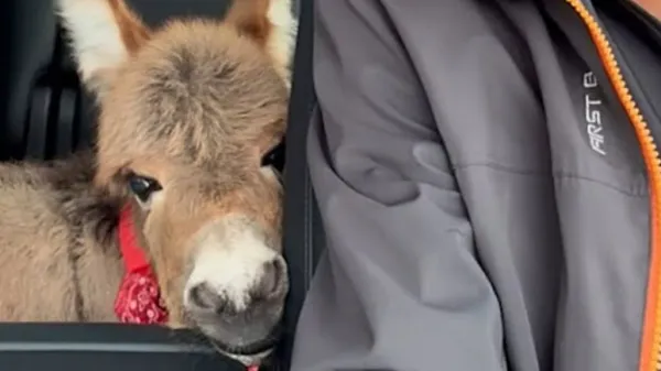meet rosita the donkey who acts like a dog