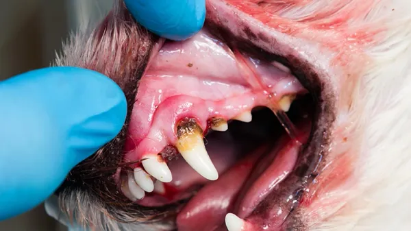 pet dental health and heart disease