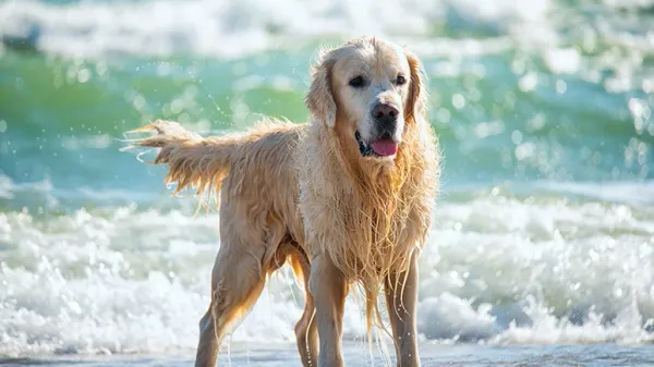 saltwater poisoning dogs