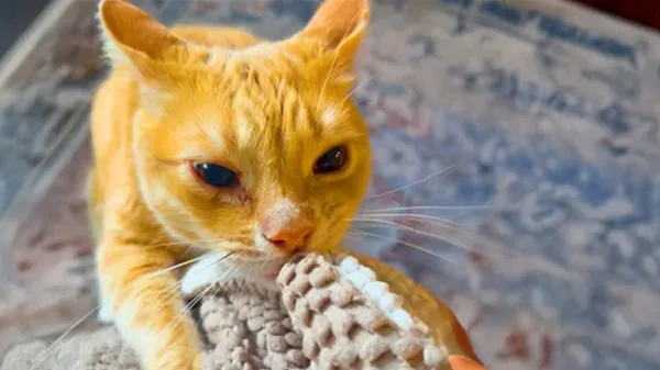 this cat carries emotional support blankies everywhere