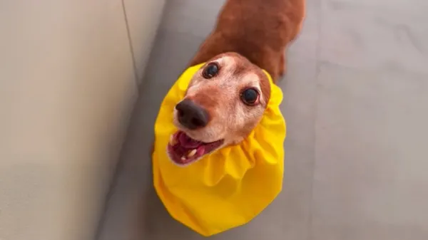 this senior dog finally got his chance