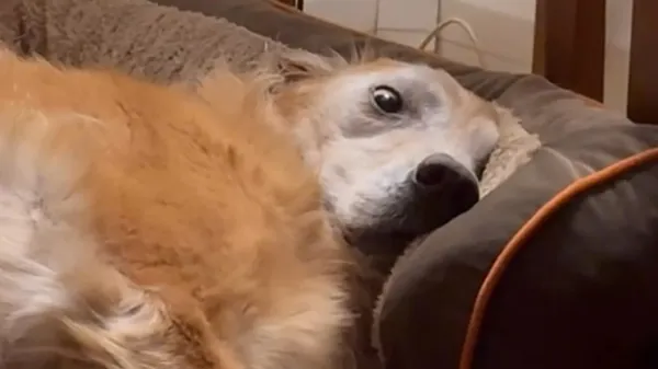 why this dog sleeps with household items