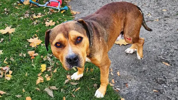 a forgotten dog found safety at last