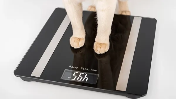 pets obesity related diseases